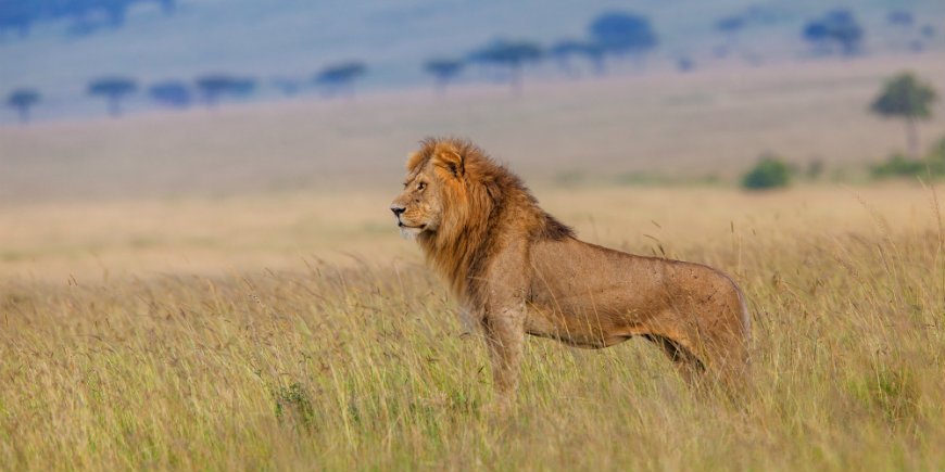 Leeuw in Masai Mara