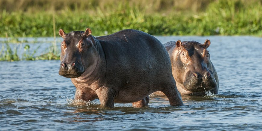 nijlpaard Chobe River