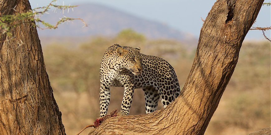 luipaard in Samburu Kenia