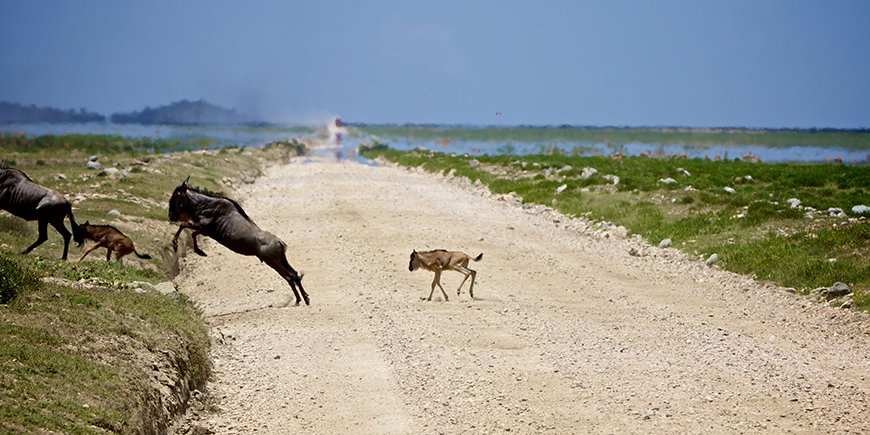 Seizoen van de kalfjes in Serengeti