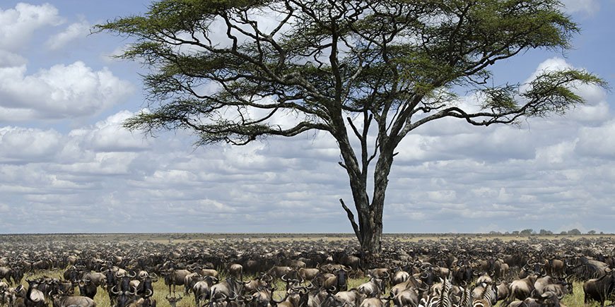 Gnoes in Serengeti