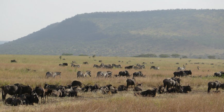 Serengeti in juni