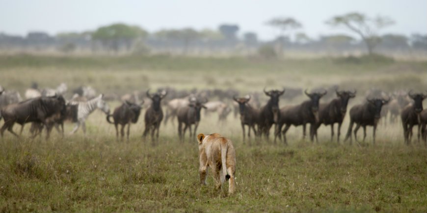 leeuw op jacht naar wildebeesten