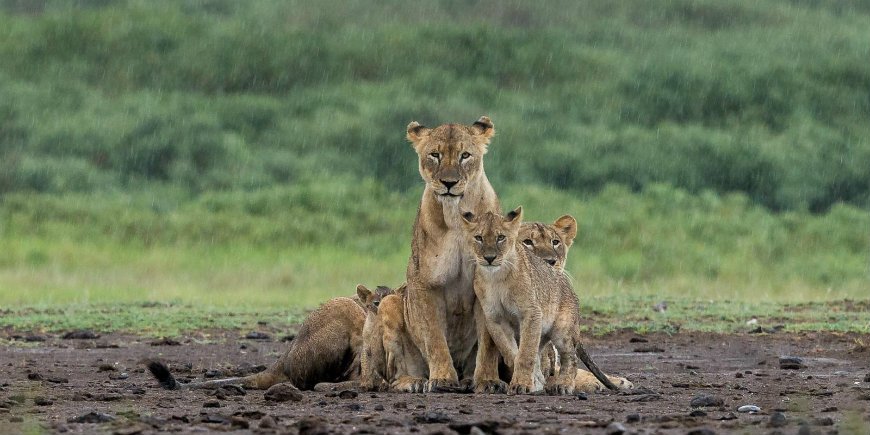 leeuwen tijdens het regenseizoen in Serengeti