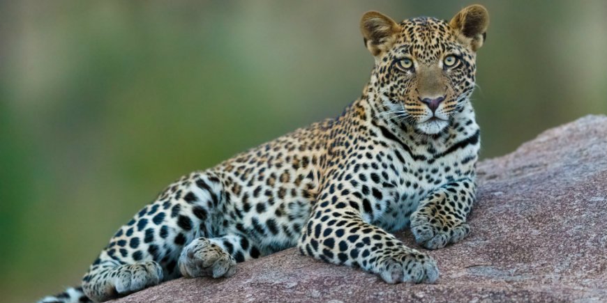 luipaard in Serengeti