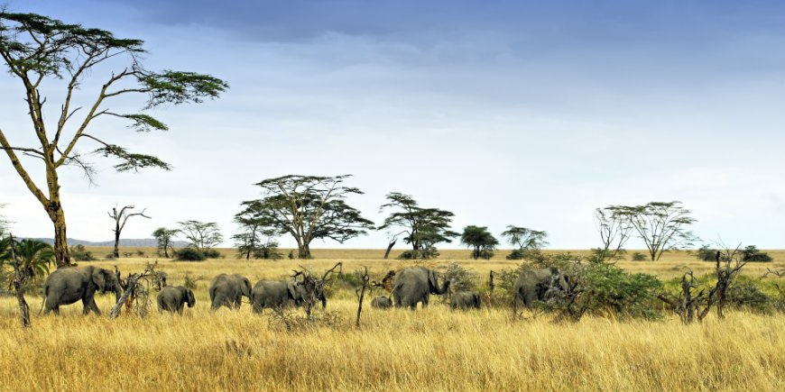 olifanten in de serengeti