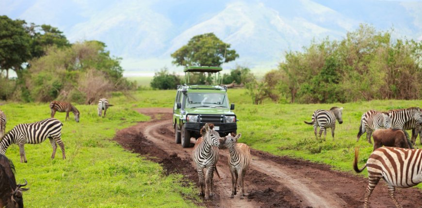 safari jeep en zebras op de weg