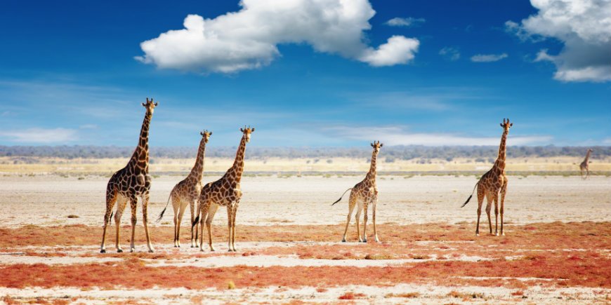 Giraffen in Etosha Nationalpark