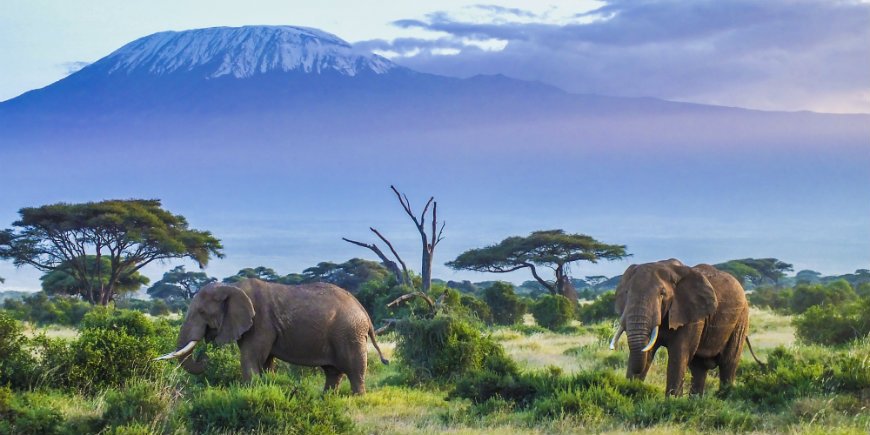 Olifanten in Amboseli National Park
