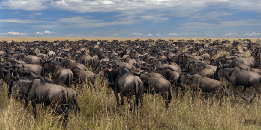 koppels in Masai Mara Kenia