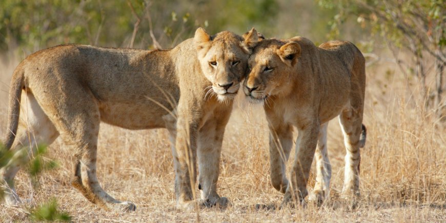 leeuwen in het kruger nationaal park