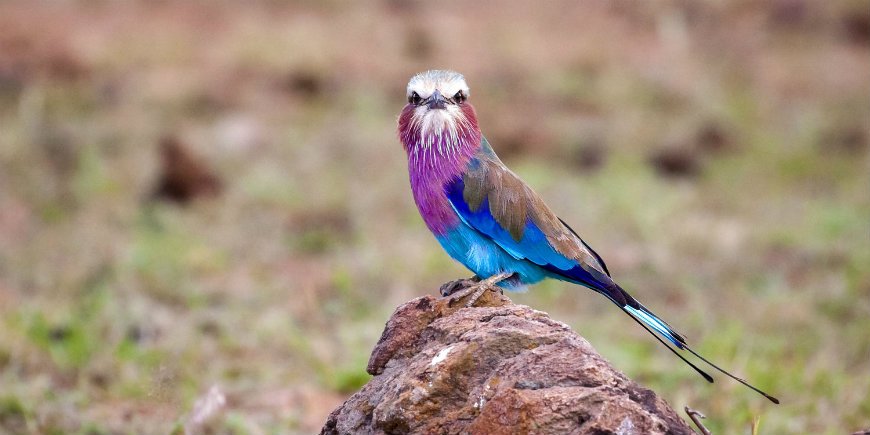 Lila breasted roller staren naar kijker