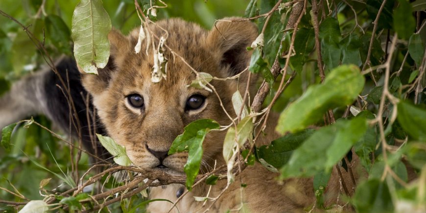 eeuwenwelpje in Masai Mara