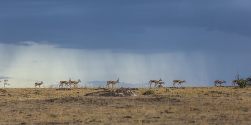 gazellen en een donkere hemel in masai mara