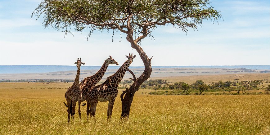 giraffen op de savanne in Masai Mara