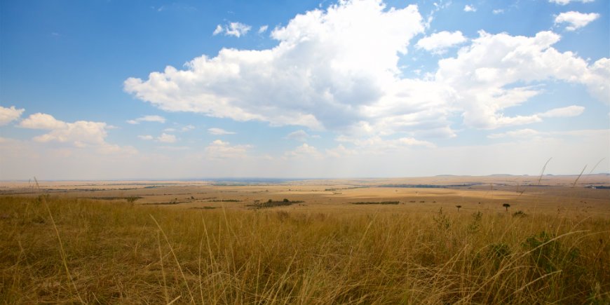 masai mara savanne in juli