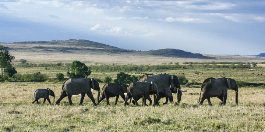 olifanten in Masai Mara
