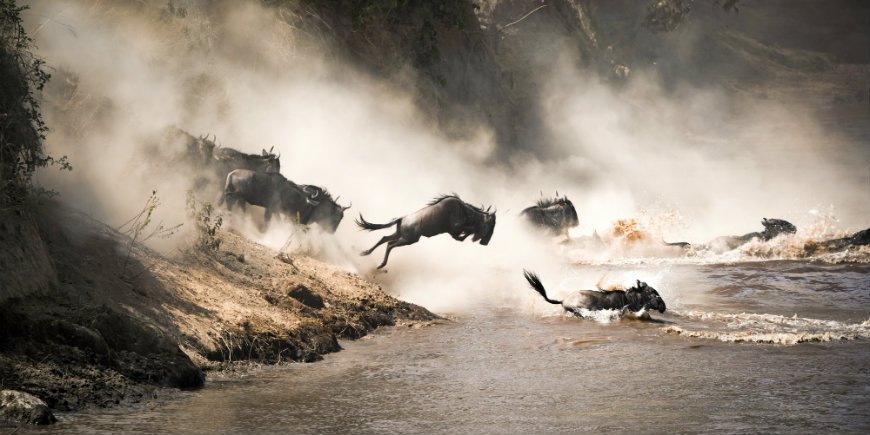 wildebeesten aan de rivier de Mara