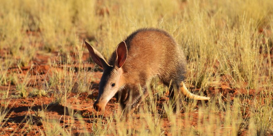 Aardvarken