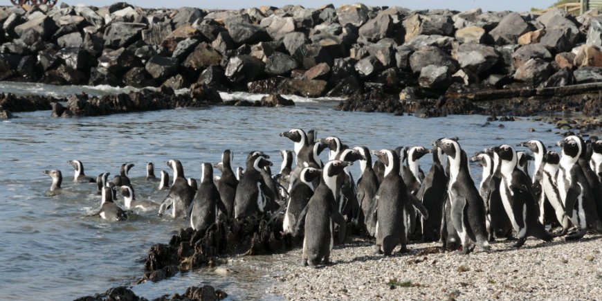 pinguins op robbeneiland