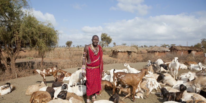Masai en geiten