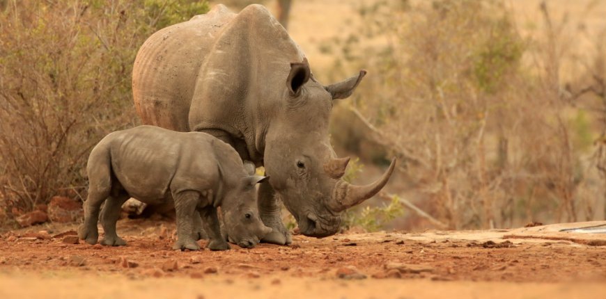 neushoorn in kruger nationaal park