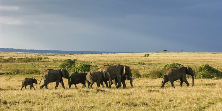 olifanten kudde in masai mara