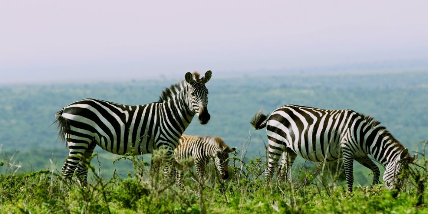 zebra's in serengeti Tanzania