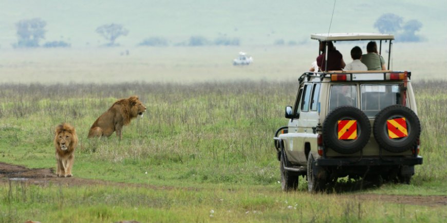 leeuw en safari auto