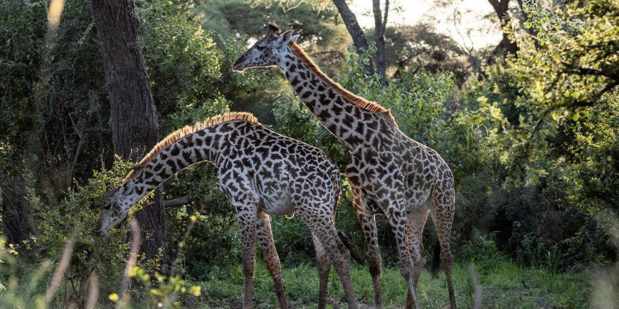 Twee giraffen in de weelderige omgeving van het Tarangire National Park in Tanzania