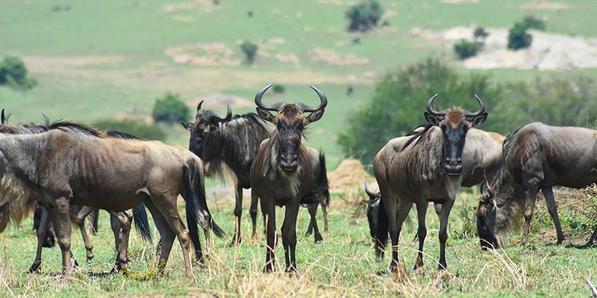 Gnoe kijkt recht in de camera in Serengeti National Park