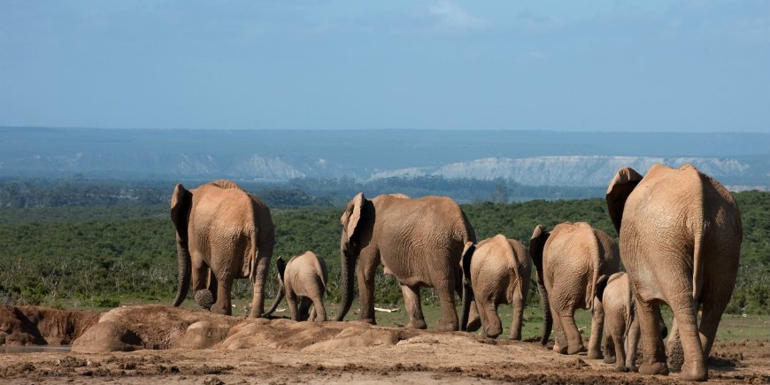 addo olifant nationaal park