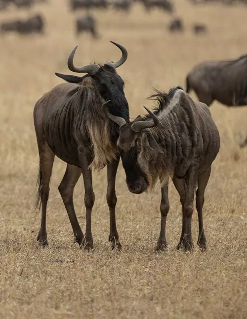 Safari in Kenia & Tanzania