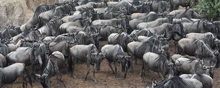 Kenia Safari Kosten  thumbnail