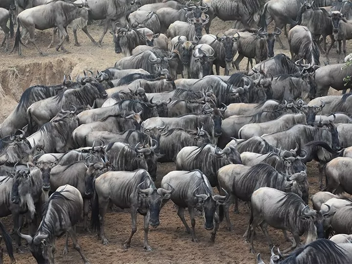 Safari in Kenia & Tanzania