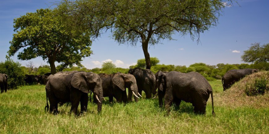 Tarangire olifanten