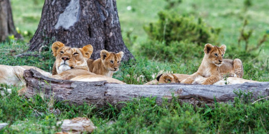 Masai Mara, leeuwen