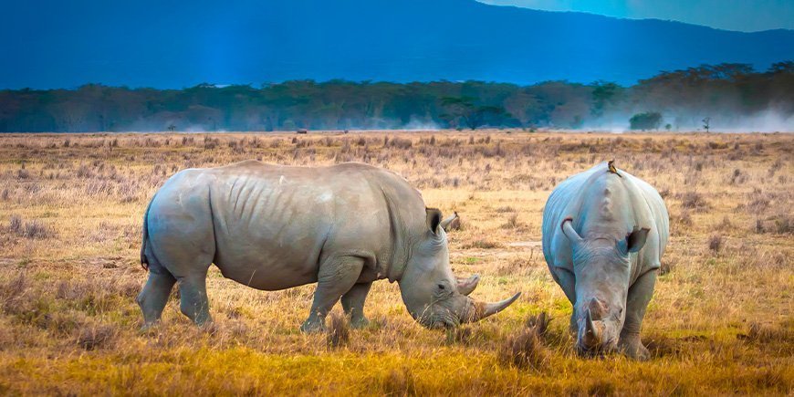 Twee neushoorns grazen in Lake Nakuru National Park in Kenia.