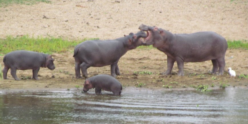 nijlpaarden