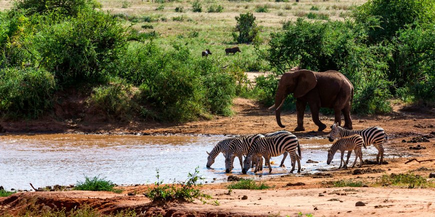 Masai Mara