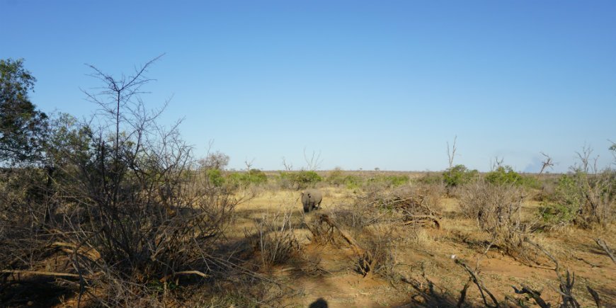 Oog in oog met neushoorns in het Krugerpark