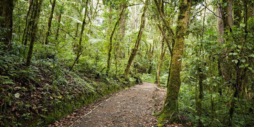 jungle gebied op kilimanjaro