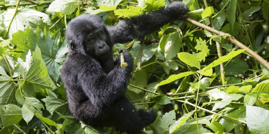 Bwindi Impenetrable Forest