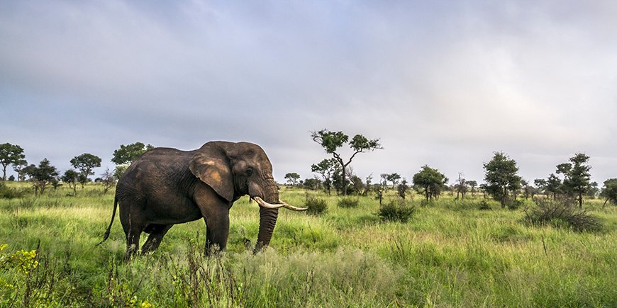 olifant in kruger