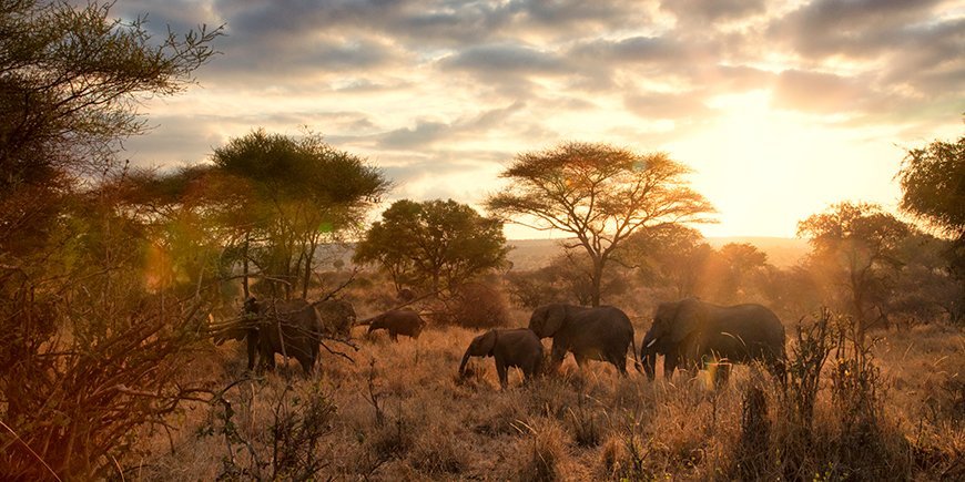 puberteit Plaats Arthur Waar kunt u in Afrika olifanten zien? Bekijk hier de beste plekken