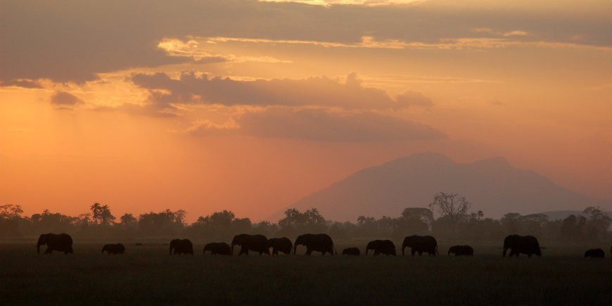 olifanten in Amboseli