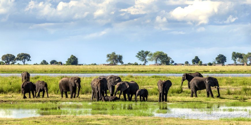 olifanten in Chobe