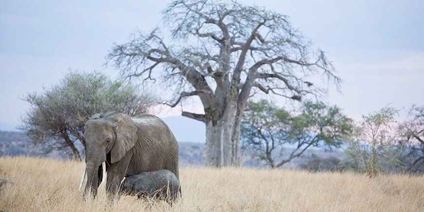 olifanten in Tarangire