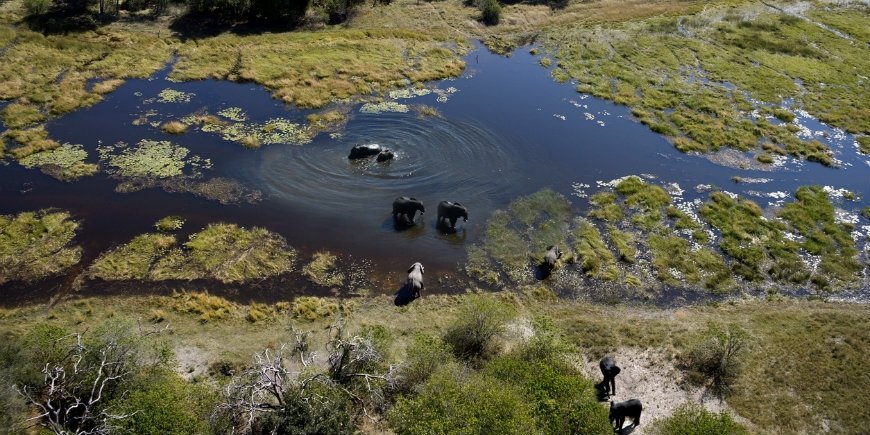 olifanten in de Okavango-delta