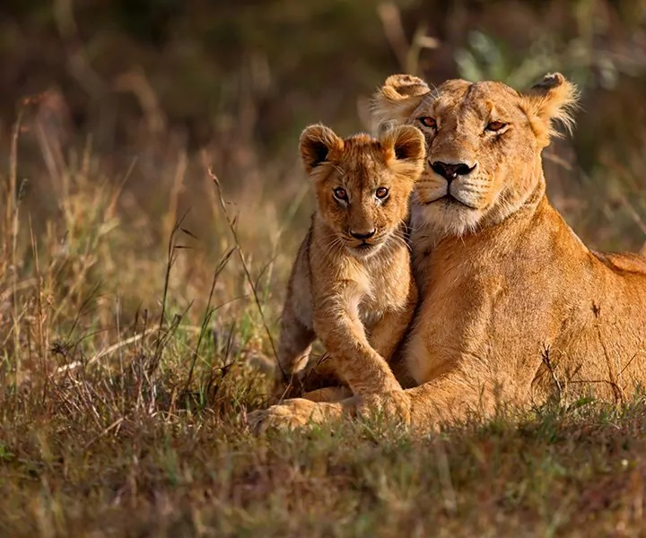 Kindvriendelijke vakantie & safari